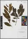 Foto von Salix appendiculata Vill.